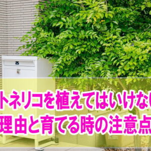 シマトネリコを庭に植えてはいけない？後悔する８つの理由と理想のお庭を手に入れる方法