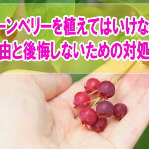 【迷惑】ジューンベリーを植えてはいけない？７つの理由とお庭づくりで後悔しないための対処法