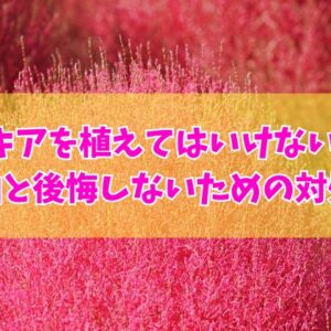 コキアを庭に植えてはいけない？８つの理由とお庭づくりで後悔しないための対処法