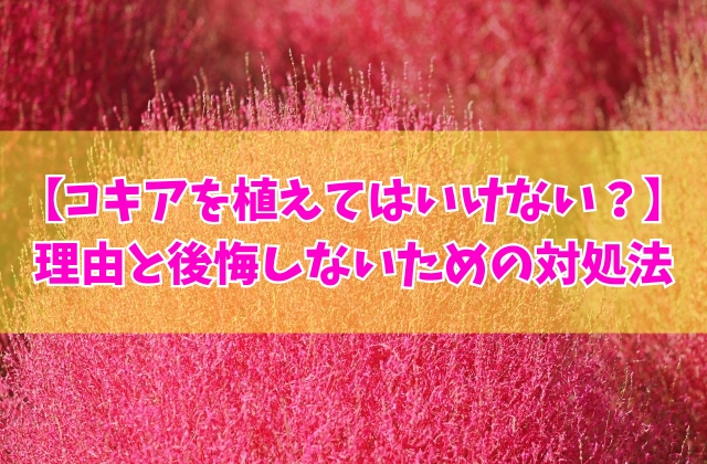 コキアを庭に植えてはいけない？８つの理由とお庭づくりで後悔しないための対処法