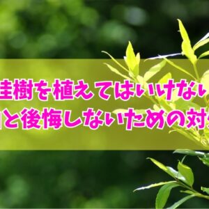 月桂樹を庭に植えてはいけない５つの理由とは？植え方のコツや栽培する際の注意点